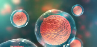 Descubren un nuevo metabolismo dentro de las células que repara el daño en el ADN