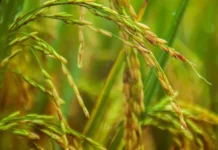 Investigación de Intec advierte de posible contaminación de suelos agrícolas con metales pesados