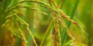 Investigación de Intec advierte de posible contaminación de suelos agrícolas con metales pesados