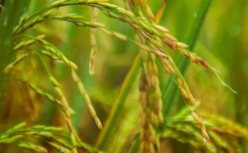 Investigación de Intec advierte de posible contaminación de suelos agrícolas con metales pesados