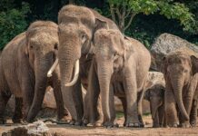 El asesinato de elefantes en Sri Lanka deja 238 paquidermos muertos, más de 1 por día