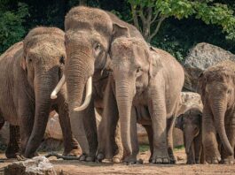 El asesinato de elefantes en Sri Lanka deja 238 paquidermos muertos, más de 1 por día