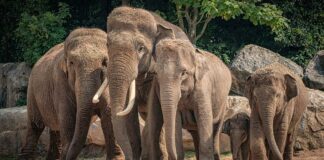 El asesinato de elefantes en Sri Lanka deja 238 paquidermos muertos, más de 1 por día