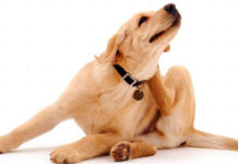 Animalistas alertan sobre aumento de enfermedades causadas por pulgas y garrapatas