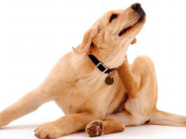 Animalistas alertan sobre aumento de enfermedades causadas por pulgas y garrapatas