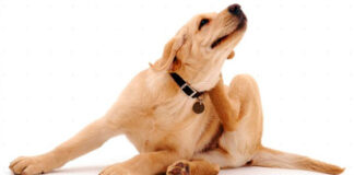 Animalistas alertan sobre aumento de enfermedades causadas por pulgas y garrapatas