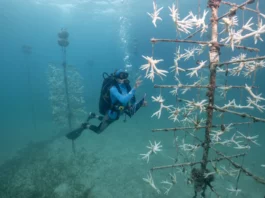 Una medida desesperada para salvar los corales: sacarlos del océano