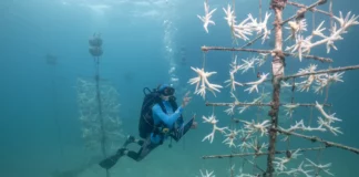 Una medida desesperada para salvar los corales: sacarlos del océano