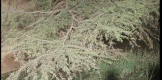 Al menos trece personas fallecidas en accidente de tránsito en Valverde