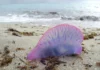 La carabela portuguesa causa alarma entre los bañistas: ¿Qué tiene esta medusa de especial?