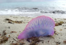 La carabela portuguesa causa alarma entre los bañistas: ¿Qué tiene esta medusa de especial?