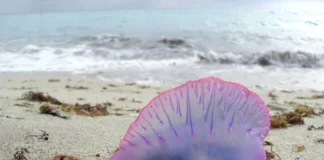 La carabela portuguesa causa alarma entre los bañistas: ¿Qué tiene esta medusa de especial?