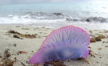La carabela portuguesa causa alarma entre los bañistas: ¿Qué tiene esta medusa de especial?