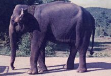 La elefanta que me crio y la inmensa deuda que tengo con ella