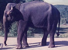 La elefanta que me crio y la inmensa deuda que tengo con ella