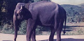 La elefanta que me crio y la inmensa deuda que tengo con ella