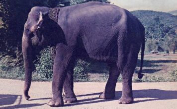 La elefanta que me crio y la inmensa deuda que tengo con ella