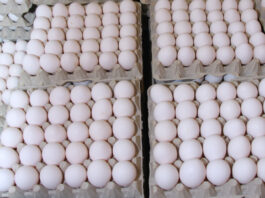 Gobierno comprará productos perecederos durante cierre frontera dominicana con Haití