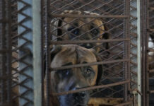 Corea del Sur prohibirá el consumo y el comercio de carne de perro