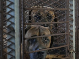 Corea del Sur prohibirá el consumo y el comercio de carne de perro