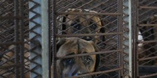 Corea del Sur prohibirá el consumo y el comercio de carne de perro