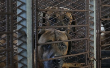 Corea del Sur prohibirá el consumo y el comercio de carne de perro
