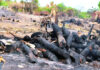 Las Dunas de Baní en ruta a desaparecer por talas y quemas indiscriminadas