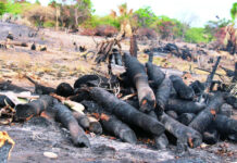 Las Dunas de Baní en ruta a desaparecer por talas y quemas indiscriminadas