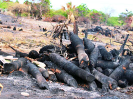 Las Dunas de Baní en ruta a desaparecer por talas y quemas indiscriminadas