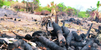 Las Dunas de Baní en ruta a desaparecer por talas y quemas indiscriminadas