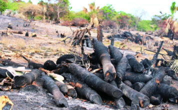 Las Dunas de Baní en ruta a desaparecer por talas y quemas indiscriminadas