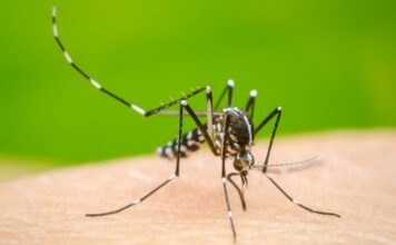 Salud Pública trabaja contra el dengue en Maquiteria, Villa Duarte