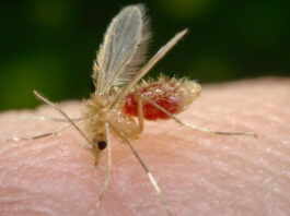 Cómo saber que tienes Oropouche y qué debes hacer El insecto de la familia culex transmite el virus Oropouche.