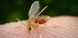 Cómo saber que tienes Oropouche y qué debes hacer El insecto de la familia culex transmite el virus Oropouche.