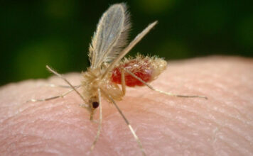 Cómo saber que tienes Oropouche y qué debes hacer El insecto de la familia culex transmite el virus Oropouche.