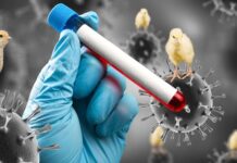 Estados Unidos reporta su primer caso de gripe aviar sin contacto conocido con animales