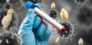 Estados Unidos reporta su primer caso de gripe aviar sin contacto conocido con animales