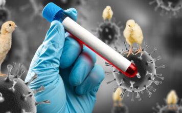 Estados Unidos reporta su primer caso de gripe aviar sin contacto conocido con animales