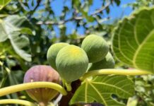 Domingo III Cuaresma PMAGS 23/3/25