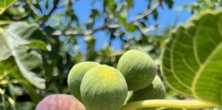 Domingo III Cuaresma PMAGS 23/3/25