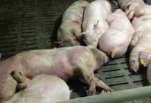 Productores acusan al Gobierno de mal manejo de peste porcina