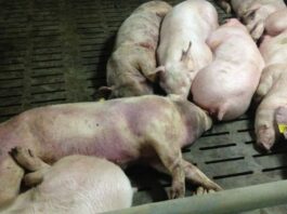 Productores acusan al Gobierno de mal manejo de peste porcina
