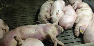 Productores acusan al Gobierno de mal manejo de peste porcina