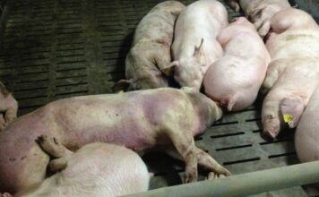 Productores acusan al Gobierno de mal manejo de peste porcina