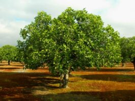 Jueves XXIX TO I 23/10/24