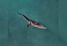 Capturan cocodrilo que había escapado de rancho turístico en Puerto Plata