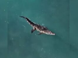 Capturan cocodrilo que había escapado de rancho turístico en Puerto Plata