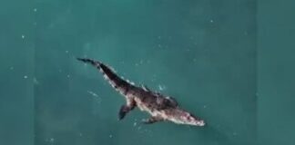 Capturan cocodrilo que había escapado de rancho turístico en Puerto Plata