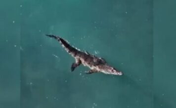Capturan cocodrilo que había escapado de rancho turístico en Puerto Plata