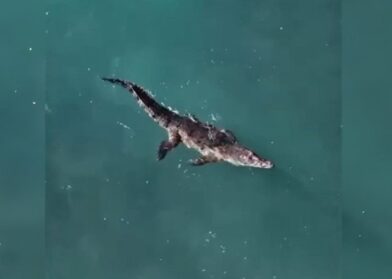 Captura-de-pantalla-2026-03-02-183233-392x279